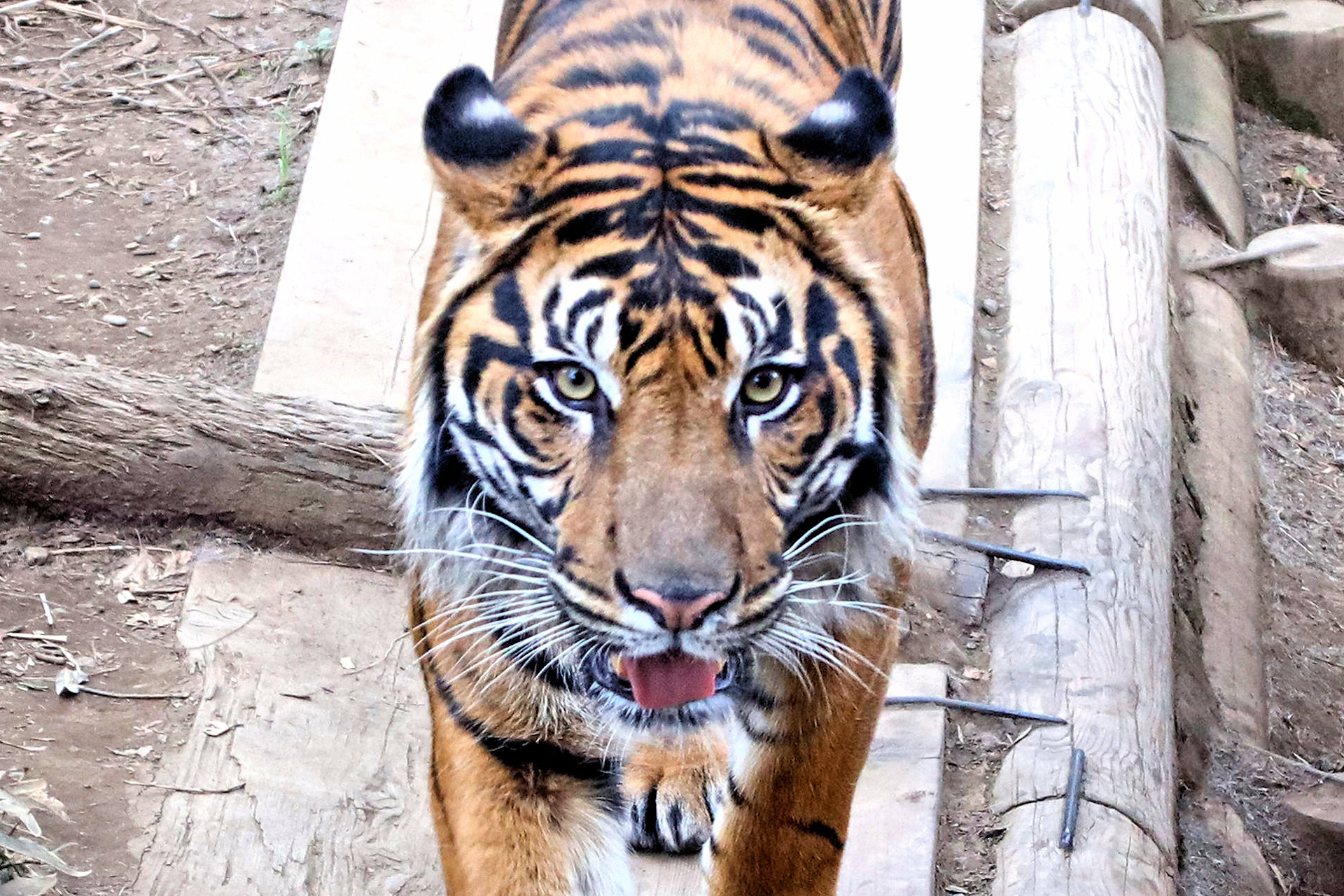 動物 その他 トラ 壁紙19x1280 壁紙館