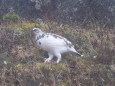 燕岳の雄雷鳥