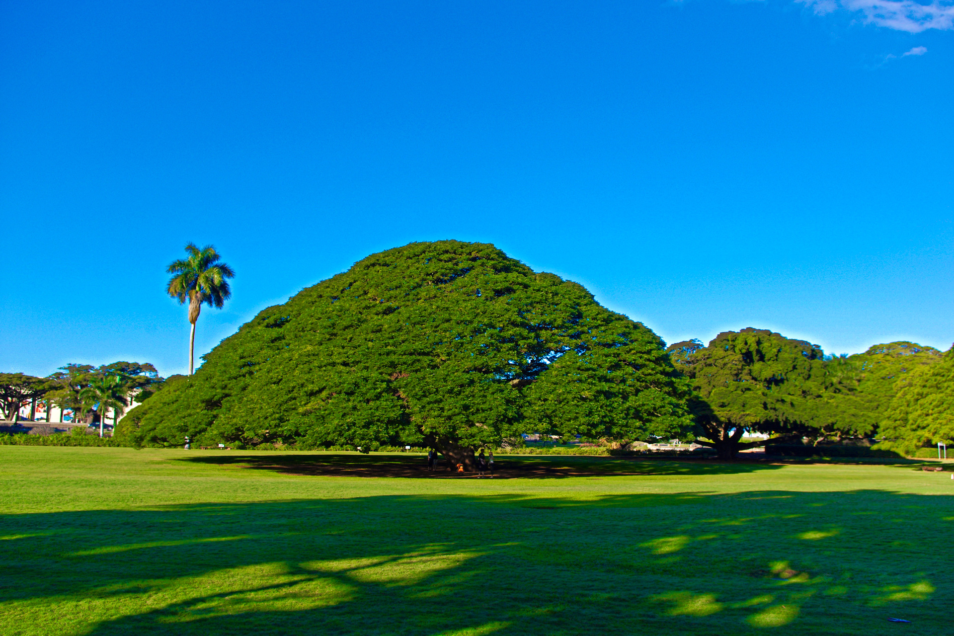 外国の風景 モアナルア公園のモンキーポット 壁紙19x1280 壁紙館