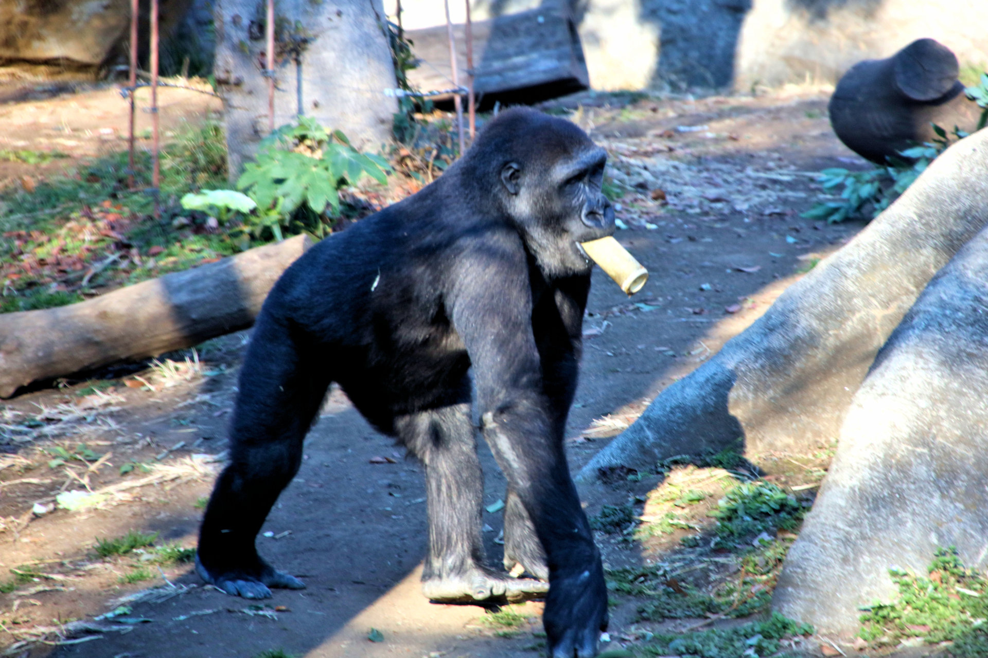 動物 その他 ゴリラ 壁紙19x1280 壁紙館