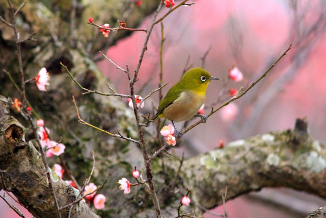 メジロと梅花