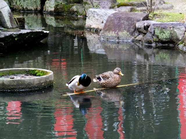 小さい池のカップル