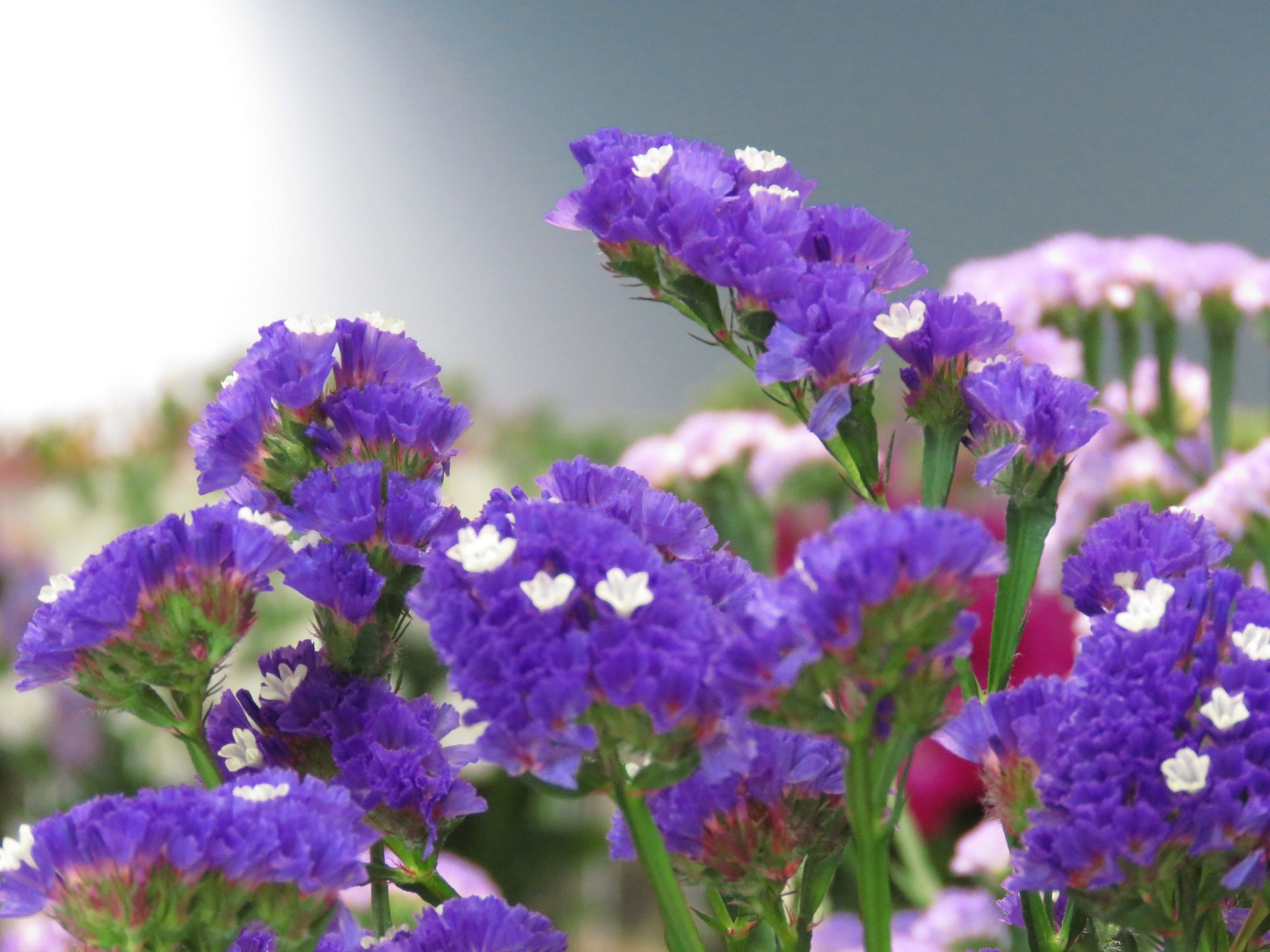 美しい花の画像 無料印刷可能花 スターチス