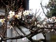 梅の花