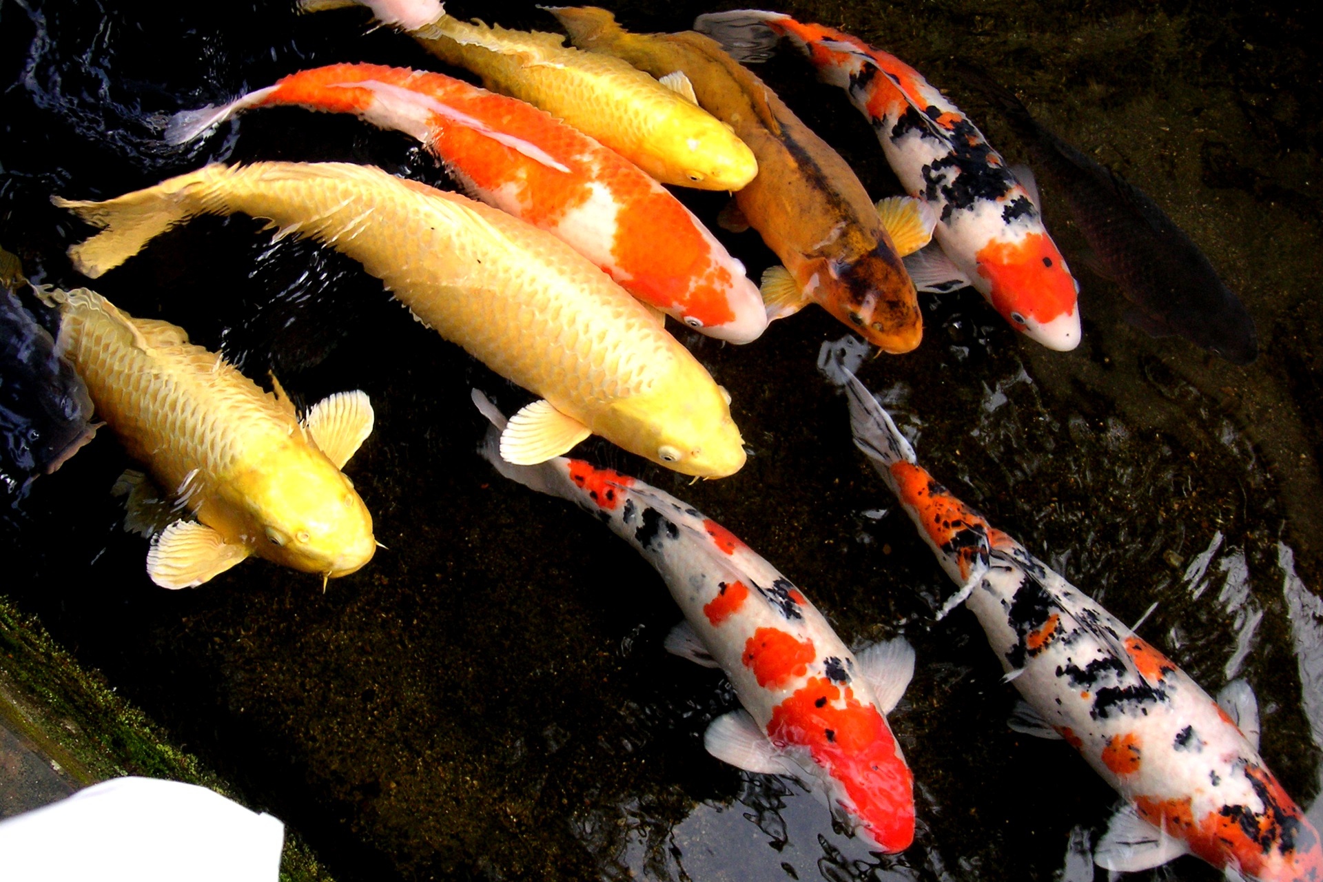 魚 水生生物 川の鯉 壁紙19x1280 壁紙館