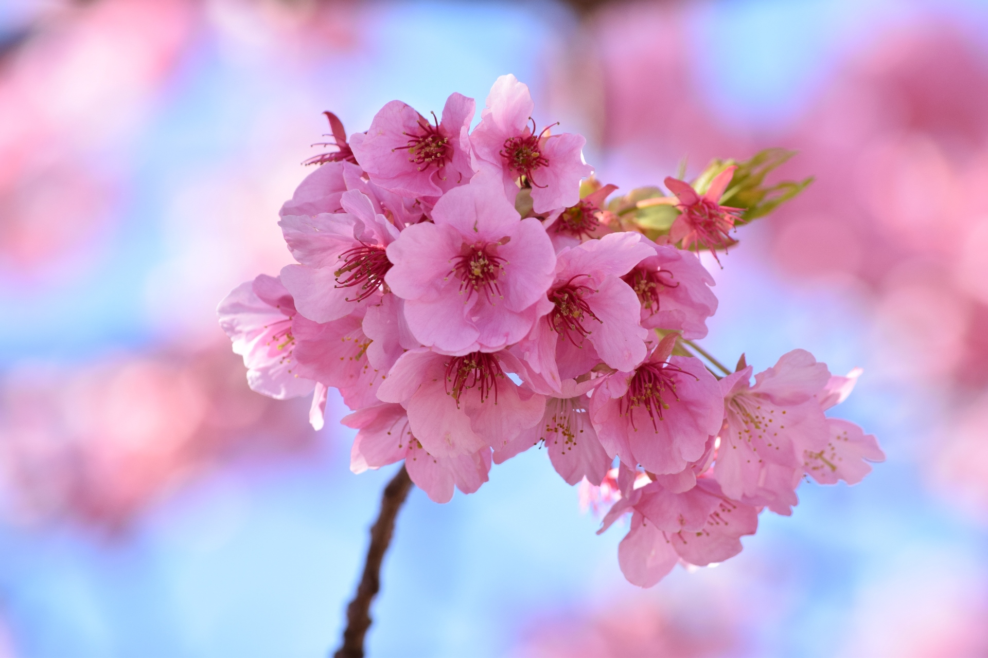 花 植物 春の青空に河津桜 壁紙19x1280 壁紙館