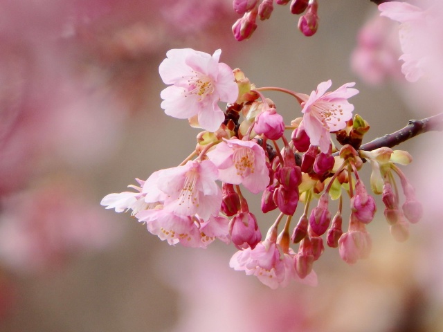 早春に咲く河津桜