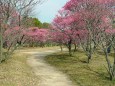 2月3日の荒山梅林