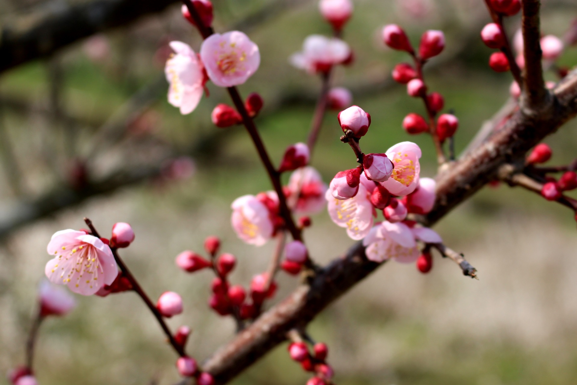 花 植物 梅の花 壁紙19x1280 壁紙館