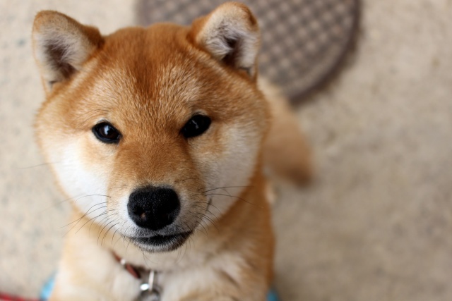 犬のゆうちゃん