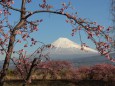 河津桜と富士山