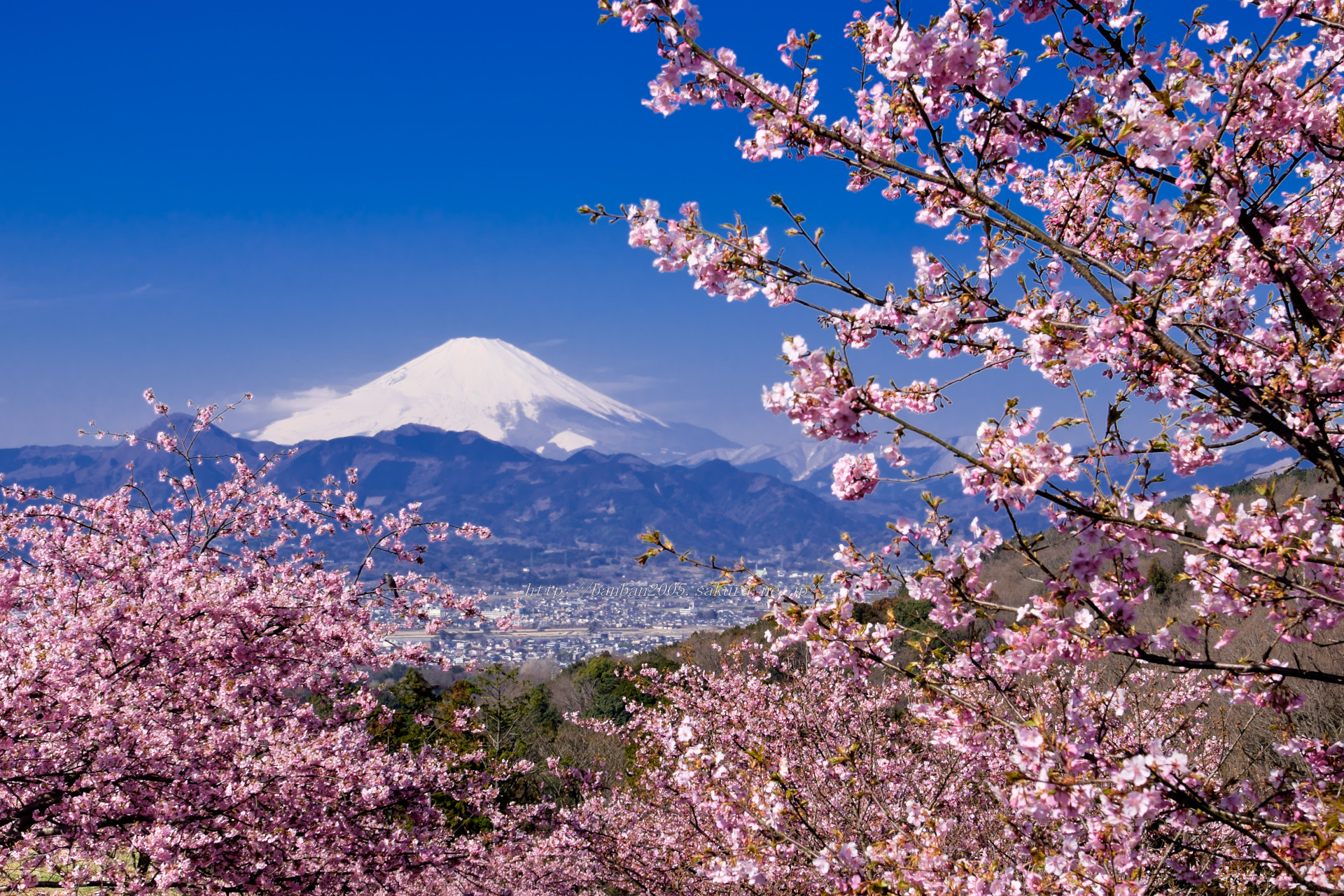 日本の風景 河津桜と富士山 壁紙19x1280 壁紙館