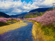 河津川と満開の桜並木