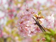 春がすみ河津桜