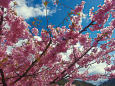 早春の空に河津桜