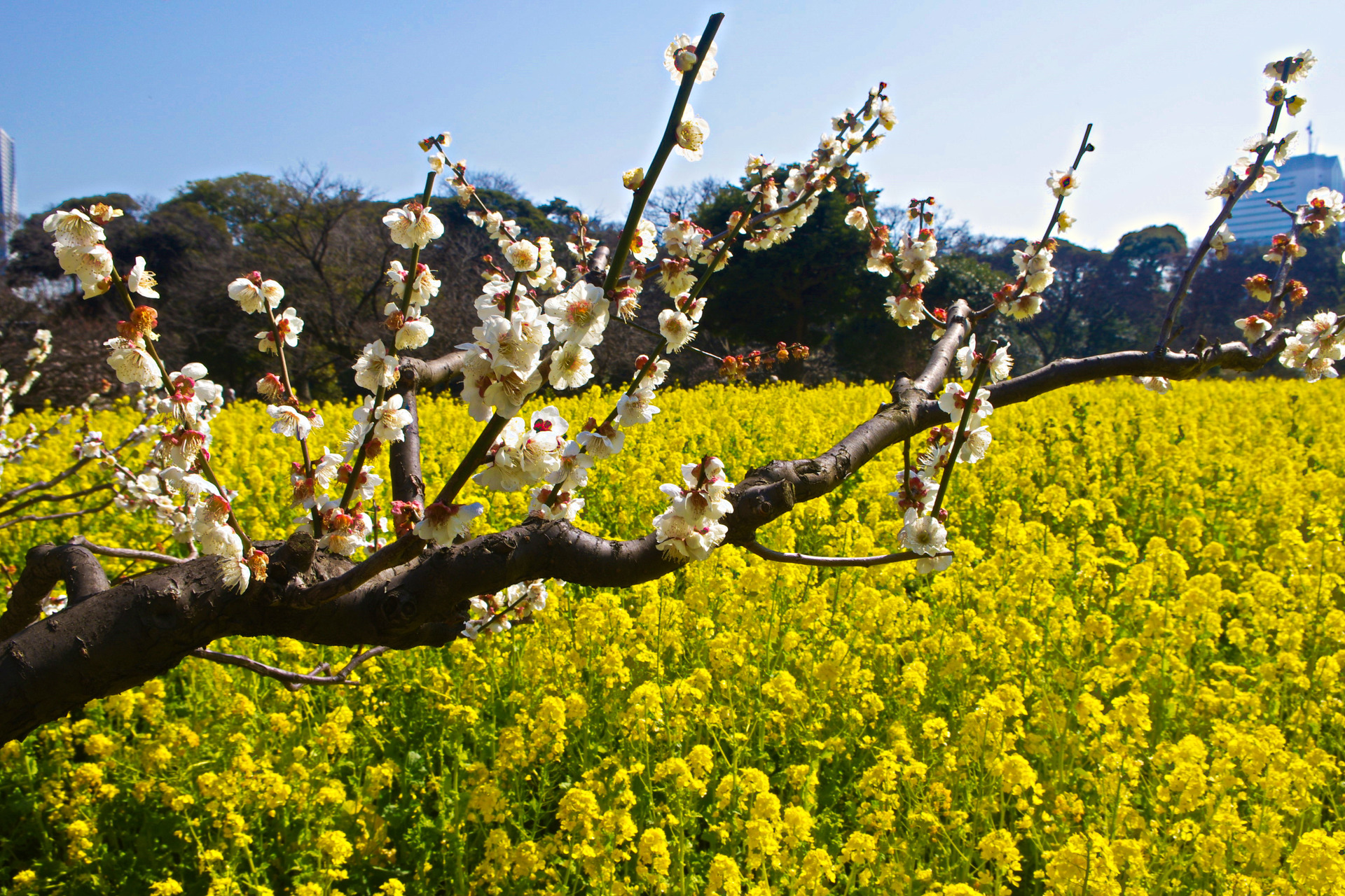 日本の風景 菜の花畑と梅の花 壁紙19x1280 壁紙館