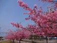 香川の河津桜