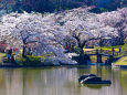 桜の季節はもうすぐ小石川後楽園