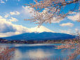 桜の季節はもうすぐ・河口湖