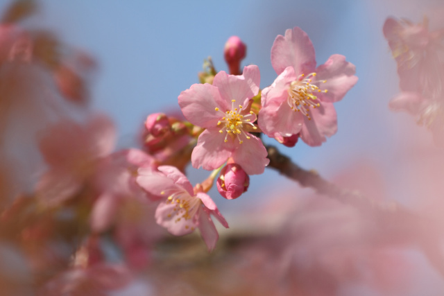 早咲きのさくら