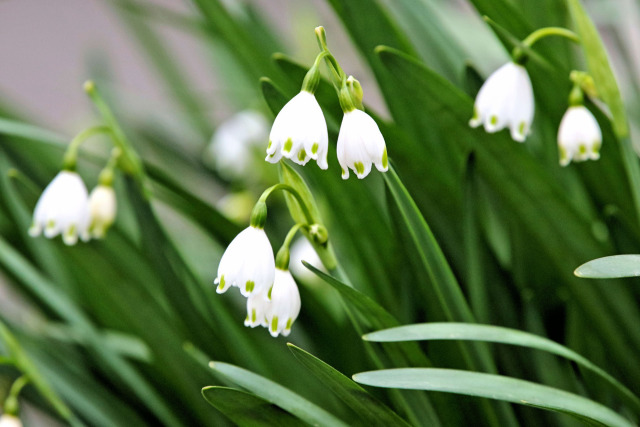 スノーフレーク