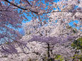 桜の季節はもうすぐ・上野公園