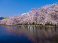 桜の季節はもうすぐ・上野不忍池