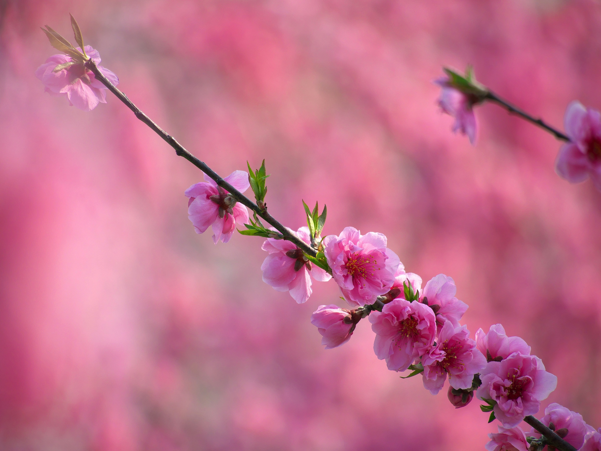 花 植物 桃の花 壁紙19x1440 壁紙館