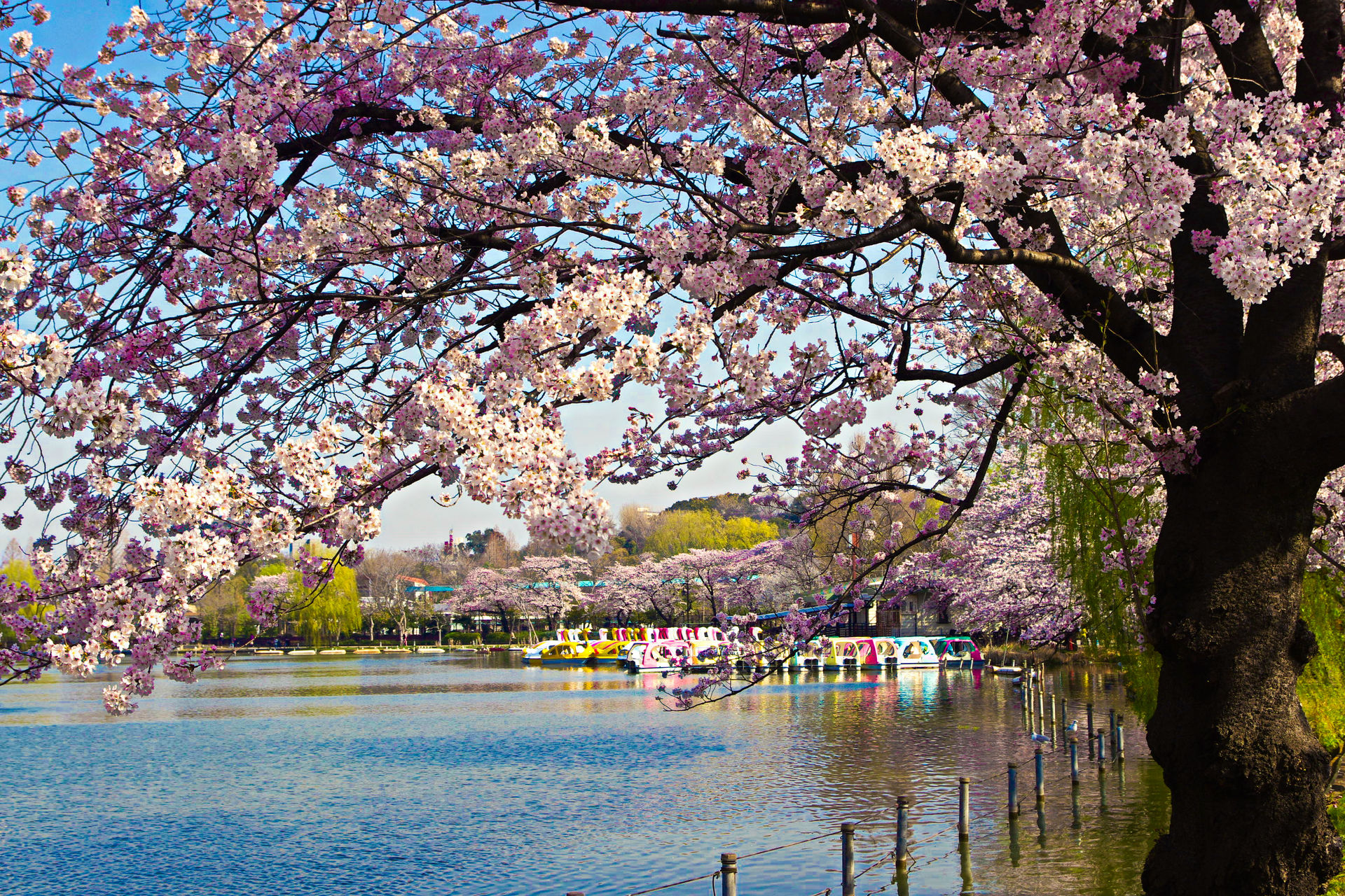 50 素晴らしい春 景色 壁紙 すべての美しい花の画像