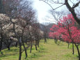 荒山公園・満開の梅