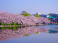 不忍池・弁天堂と桜並木