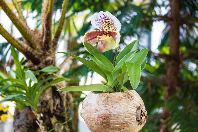 パフィオペディラム