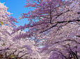 上野公園 満開の桜