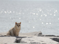 海辺の猫