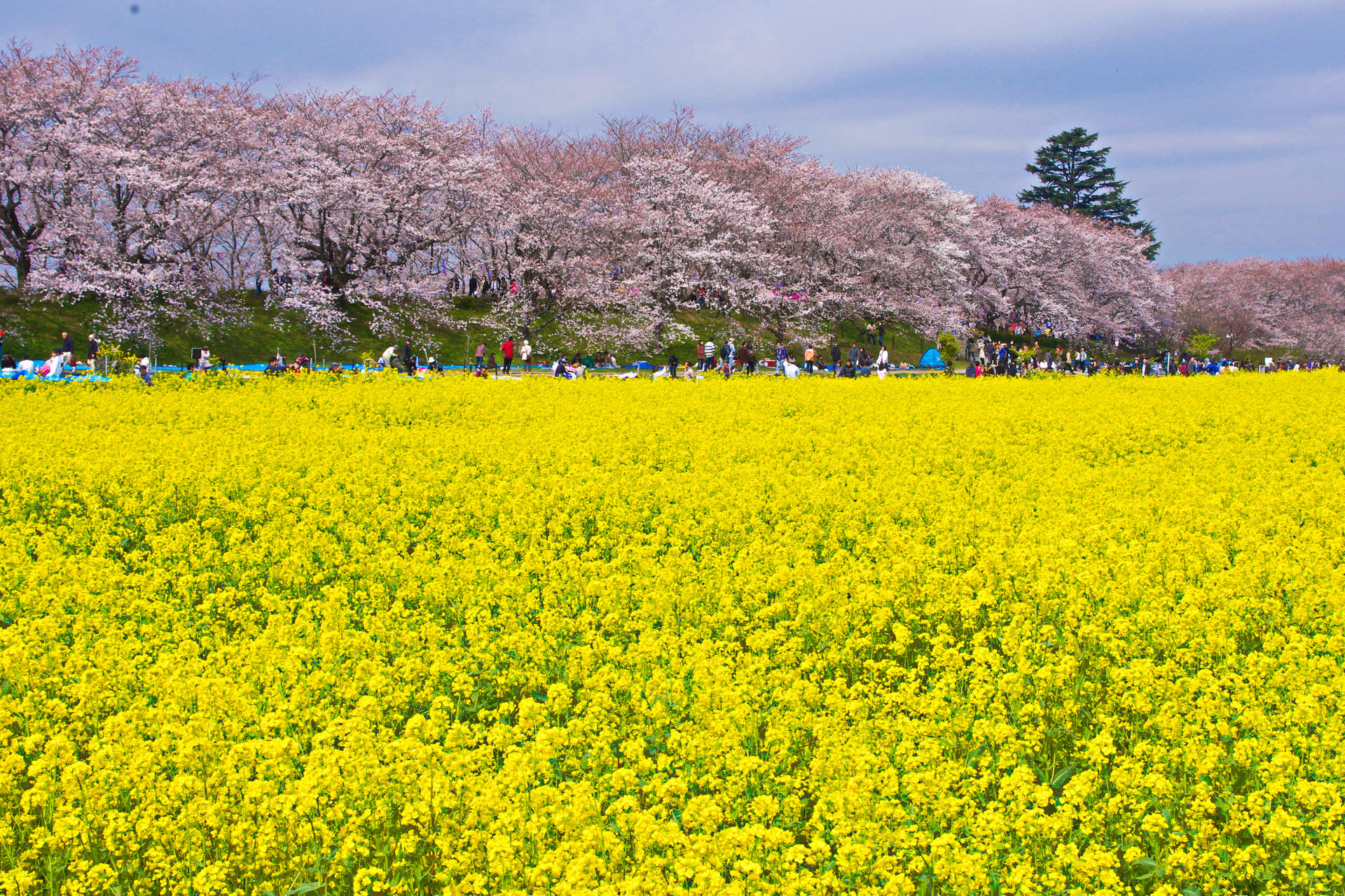 日本の風景 春の彩り 菜の花畑と桜並木 壁紙19x1280 壁紙館
