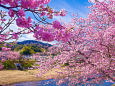 早春の彩り 河津桜