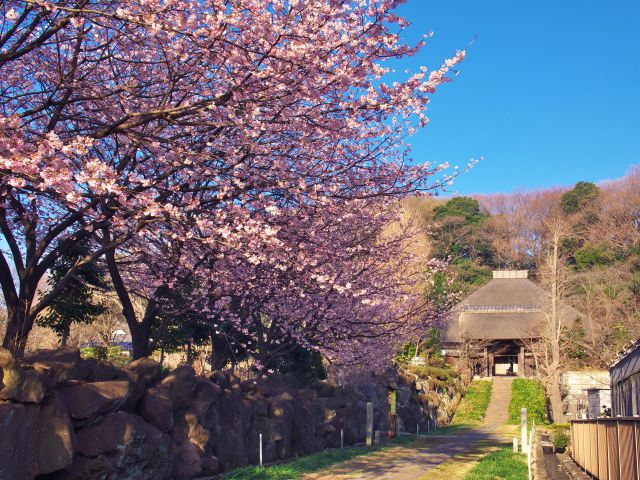 春の西方寺