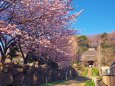 春の西方寺