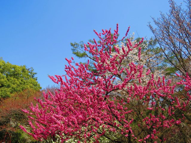 京都御苑の花桃