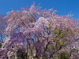 六義園の枝垂れ桜