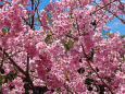 上野公園に咲くヨウコウザクラ