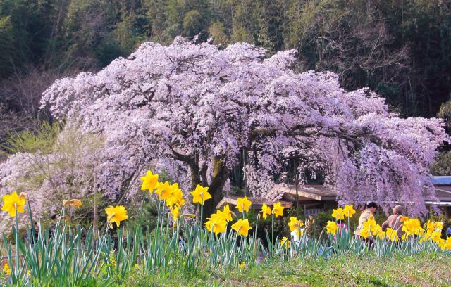 古民家の庭に咲く枝垂れ桜