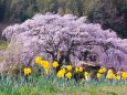 古民家の庭に咲く枝垂れ桜