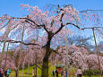 小石川後楽園の枝垂れ桜