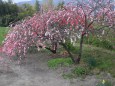カラフルな桜