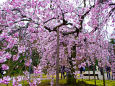 小石川後楽園の枝垂れ桜