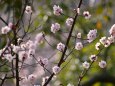 散歩道の花たち