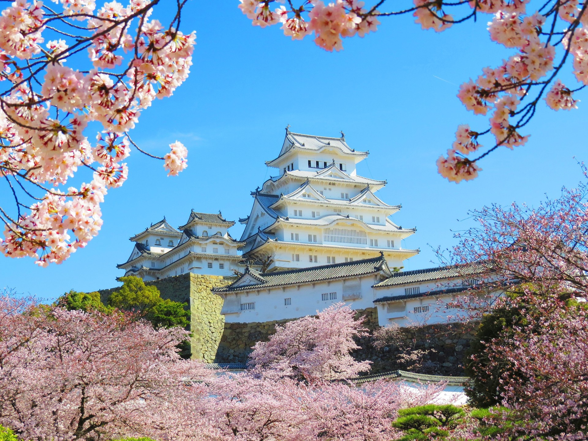 日本の風景 姫路城の桜2 壁紙19x1440 壁紙館