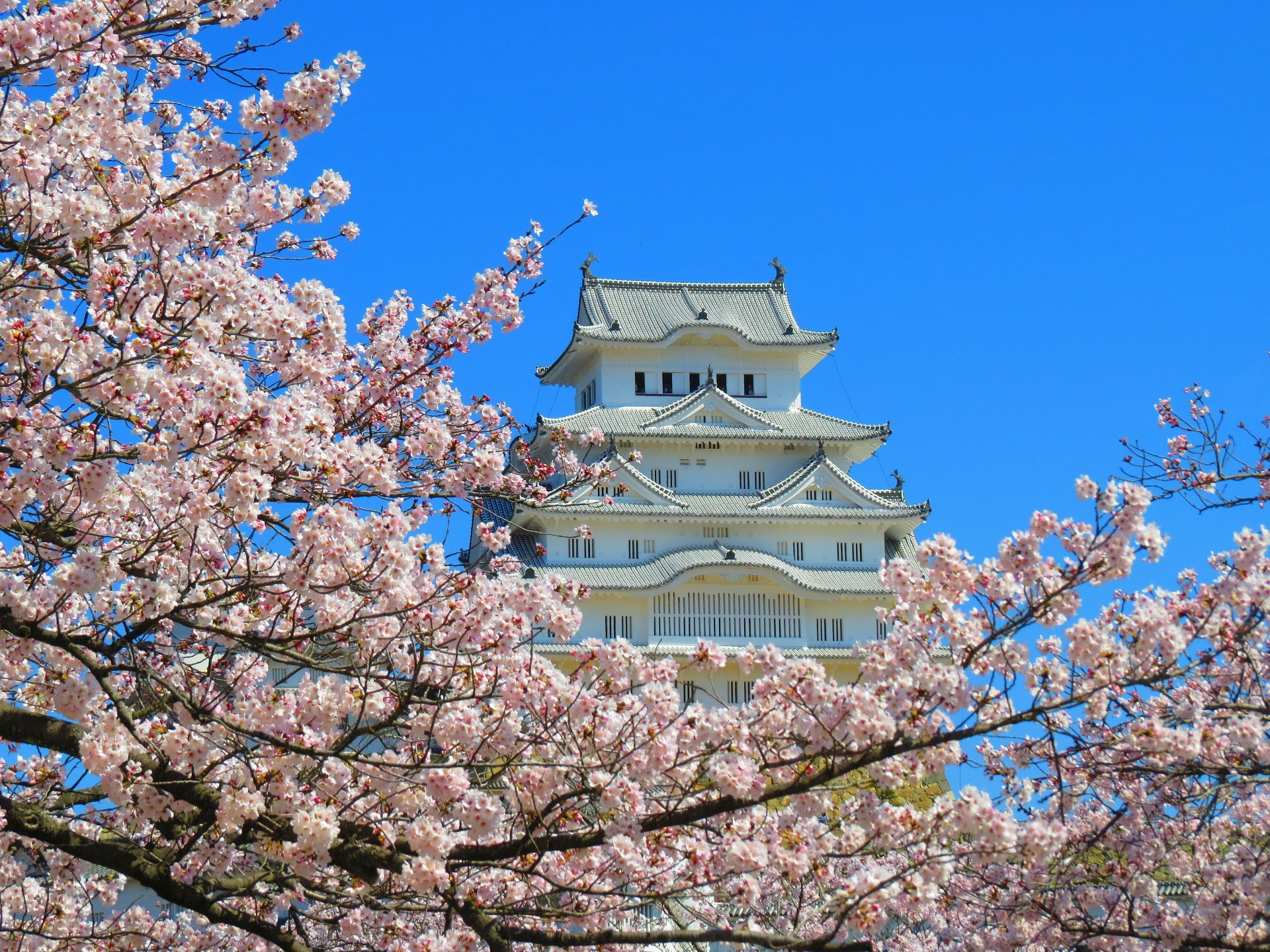 日本の風景 姫路城の桜3 壁紙1920x1440 壁紙館