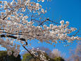 小石川後楽園の桜